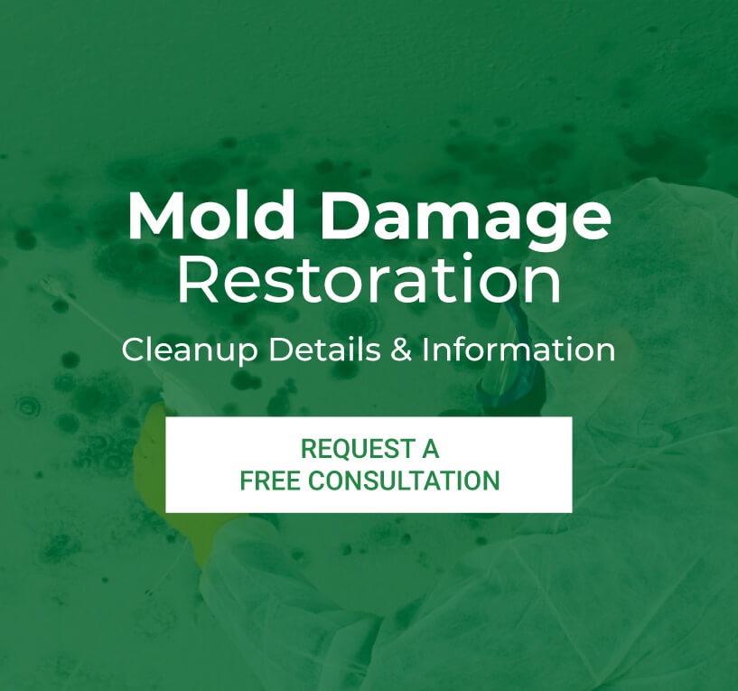 mold damage restoration in houston