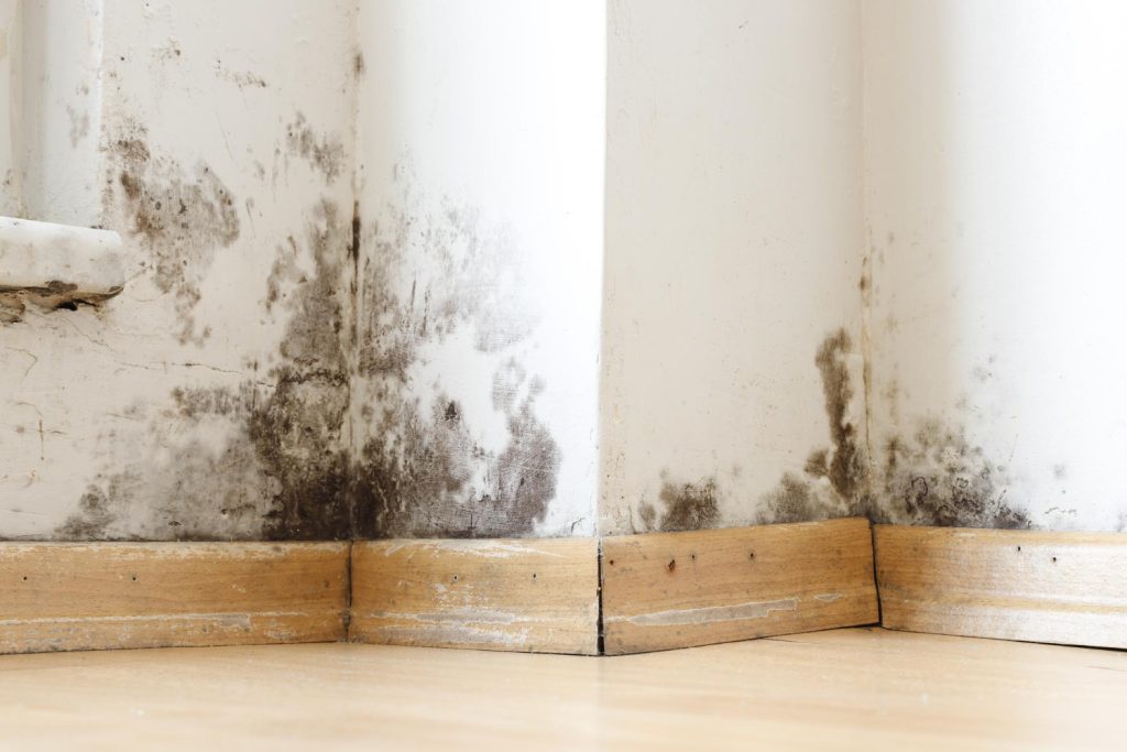 Can Mold Come Back After Remediation? | Houston Restore Pros | Houston, TX