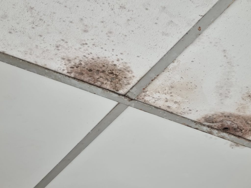 Mold