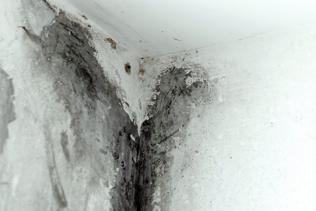 Steps in the Flood Remediation Process